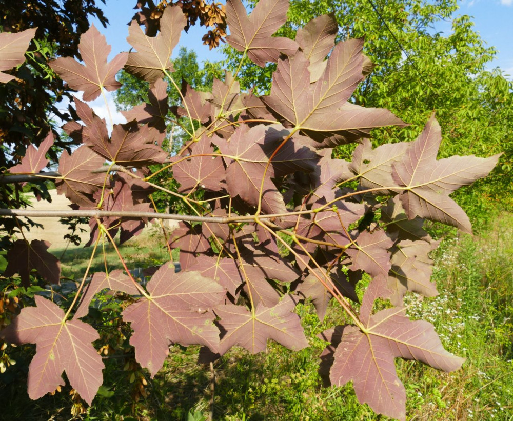 acer purpurascens.jpg